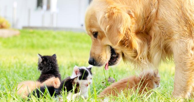 「経済的な余裕が無い人は、動物を飼うな」という獣医さんのツイートが話題に
