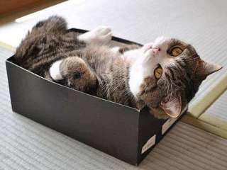 狭い場所に執着する猫の画像が見たい