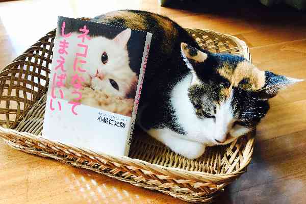 最近、本を買いましたか？
