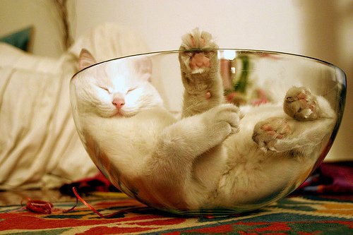 狭い場所に執着する猫の画像が見たい