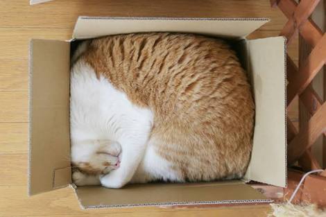 狭い場所に執着する猫の画像が見たい
