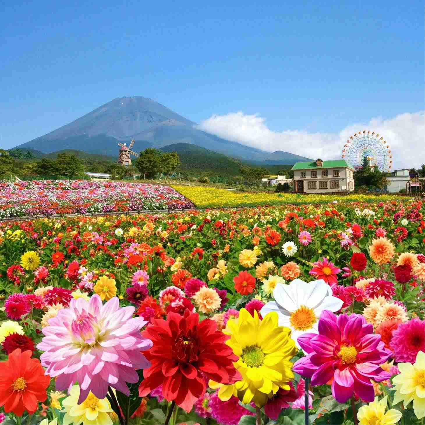 10月生まれの方をお祝いするトピ!