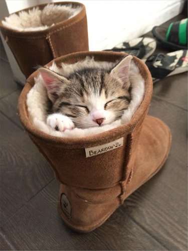 狭い場所に執着する猫の画像が見たい