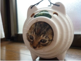 狭い場所に執着する猫の画像が見たい