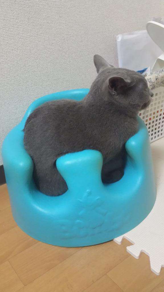 狭い場所に執着する猫の画像が見たい