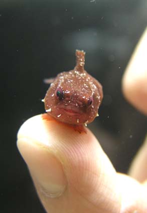 【 金魚】可愛い、綺麗なお魚画像ください~【熱帯魚 】