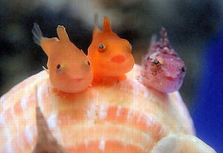 【 金魚】可愛い、綺麗なお魚画像ください~【熱帯魚 】