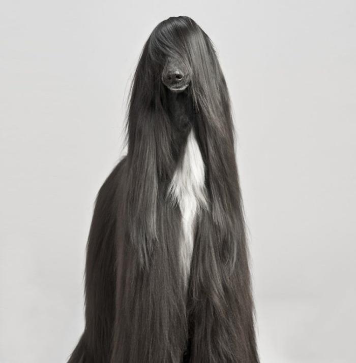 スーパーモデルのような美しい毛！艶やかな黒い毛に包まれた犬が話題に