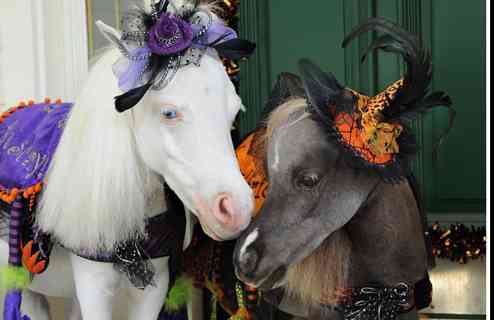 【子供か動物限定】ハロウィンのかわいいコスプレ画像を集めよう。