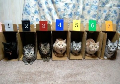 狭い場所に執着する猫の画像が見たい