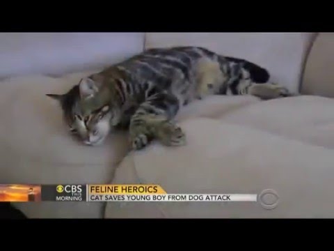 勇者猫タラが少年を助ける！cat saves young boy from dog attack - YouTube