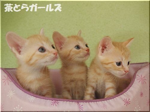 茶トラ猫画像が集まるトピ