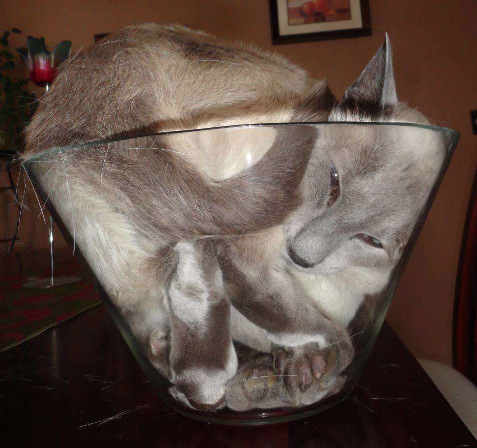 狭い場所に執着する猫の画像が見たい