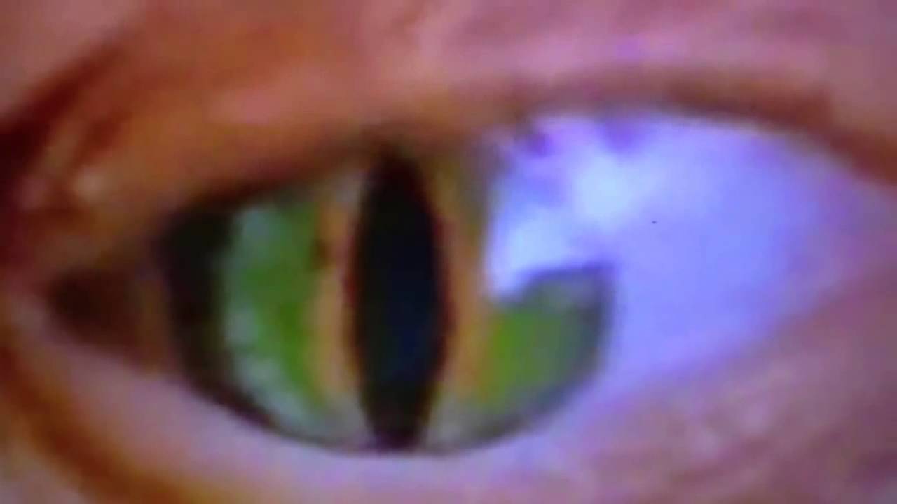 Best Reptilian Shapeshifter Alien Caught on TV - YouTube