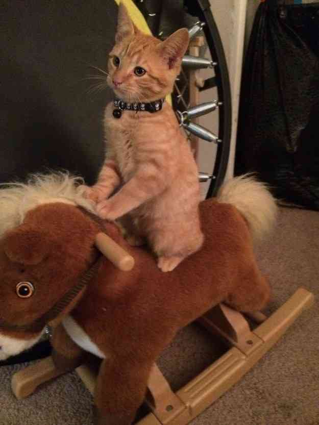 茶トラ猫画像が集まるトピ