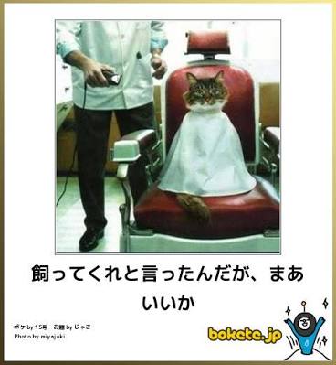 ボケて！で笑った動物編
