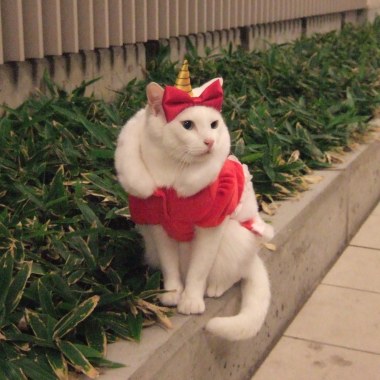 リボンをつけた画像を貼るトピ