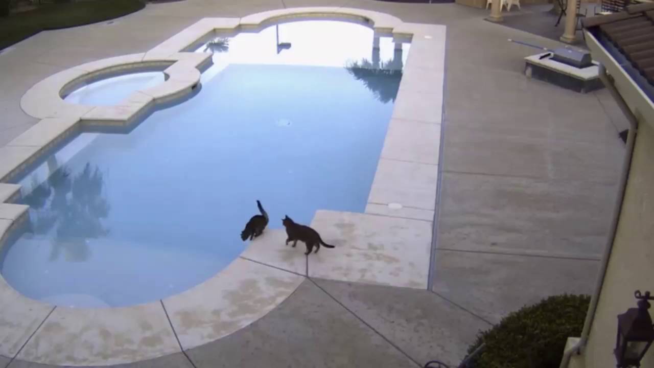 Cat Pushes Brother into Pool - YouTube