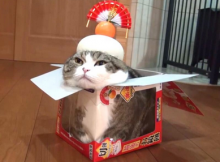 狭い場所に執着する猫の画像が見たい
