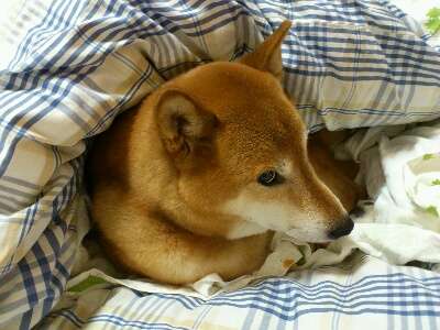 温室育ちな人