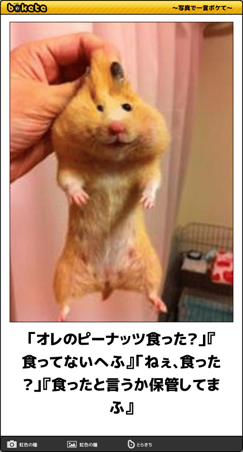 ボケて！で笑った動物編