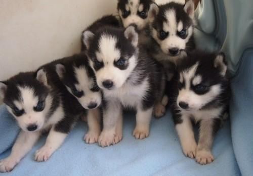 飼ってみたい犬種は？