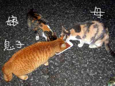 茶トラ猫画像が集まるトピ