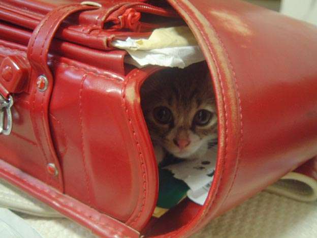 狭い場所に執着する猫の画像が見たい