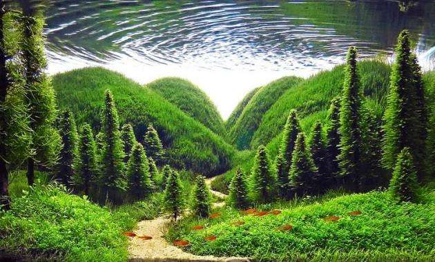 【 金魚】可愛い、綺麗なお魚画像ください~【熱帯魚 】