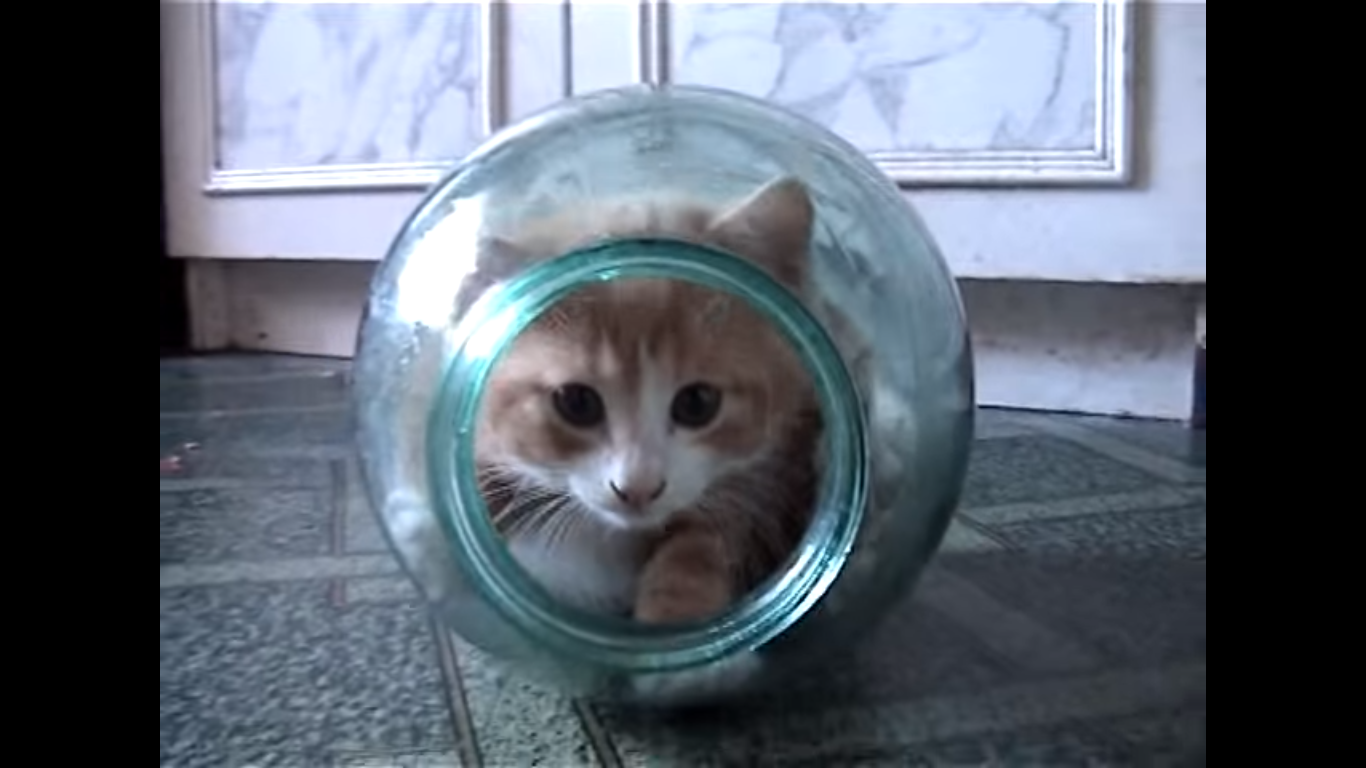 狭い場所に執着する猫の画像が見たい