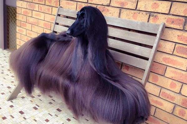 スーパーモデルのような美しい毛！艶やかな黒い毛に包まれた犬が話題に