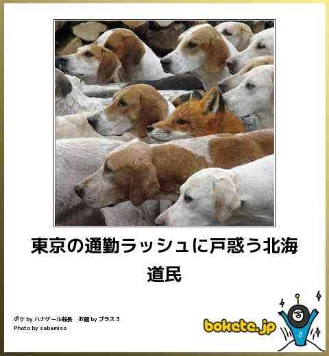 ボケて！で笑った動物編