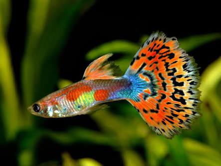 【 金魚】可愛い、綺麗なお魚画像ください~【熱帯魚 】