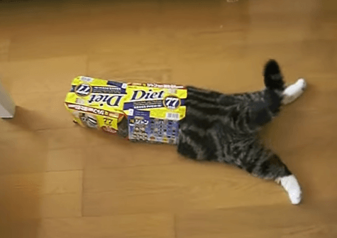 狭い場所に執着する猫の画像が見たい