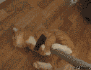 茶トラ猫画像が集まるトピ