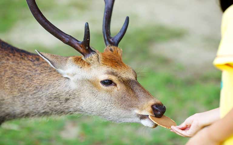動物って恐ろしいと思った体験