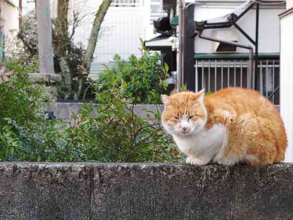 知られざるネコのトリビア「本気を出すと時速50キロで走れる」