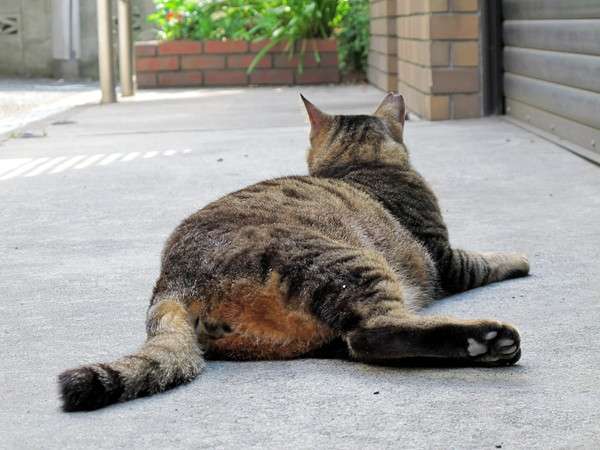 知られざるネコのトリビア「本気を出すと時速50キロで走れる」