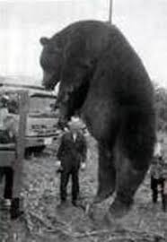 クマ被害、こう防ぐ…環境省が対策パンフレット