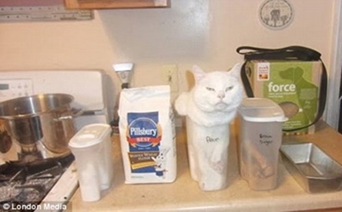 狭い場所に執着する猫の画像が見たい