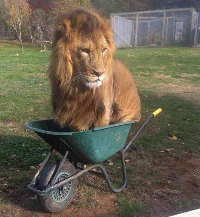 狭い場所に執着する猫の画像が見たい