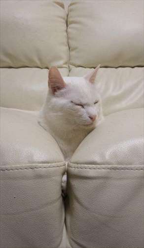 狭い場所に執着する猫の画像が見たい
