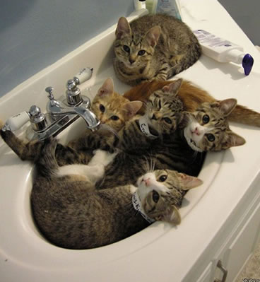 狭い場所に執着する猫の画像が見たい