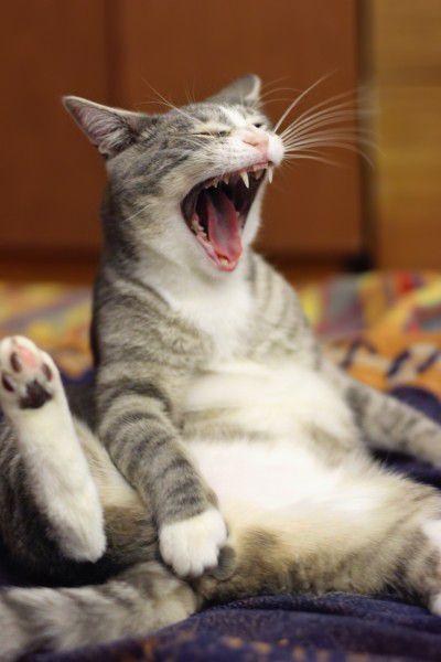 猫の「ω」の画像ください!
