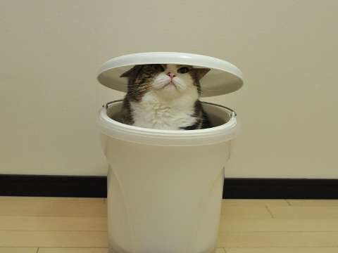 狭い場所に執着する猫の画像が見たい