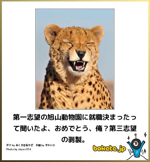 ボケて！で笑った動物編