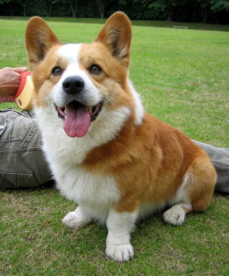 飼ってみたい犬種は？