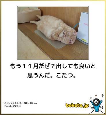 ボケて！で笑った動物編