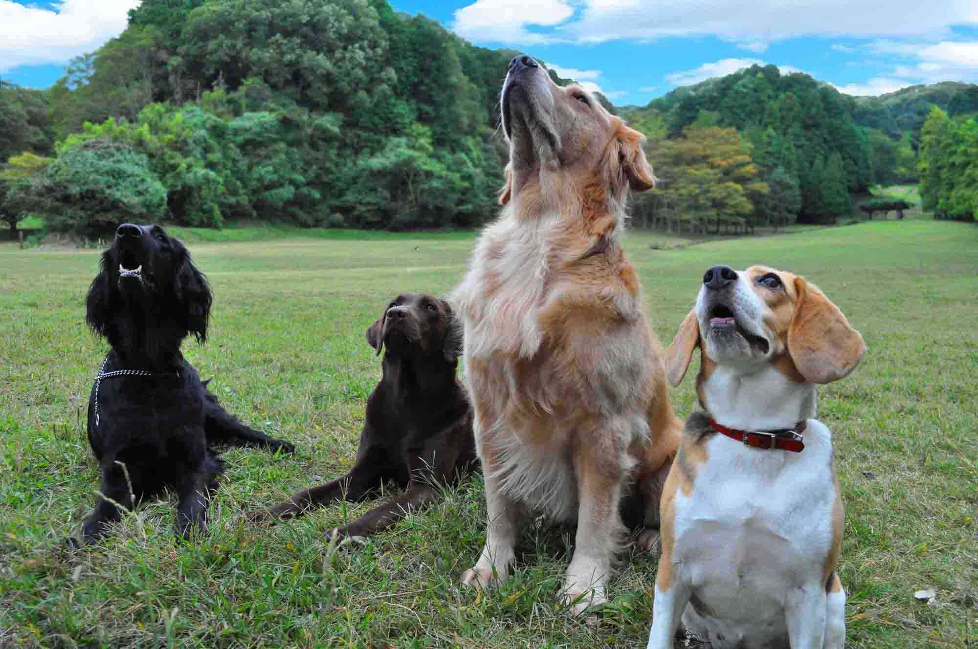 犬のしつけのこつ