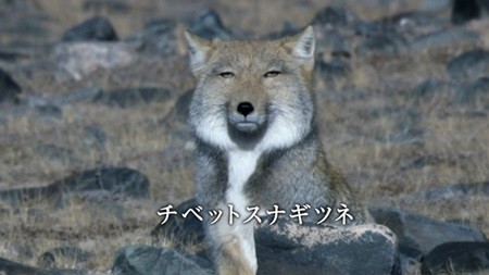 自分の顔の特徴を書くと誰かが似た人の画像を探してきてくれるトピ